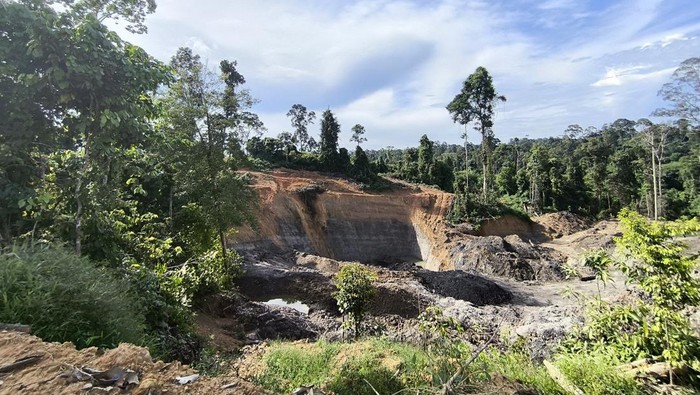 Sekolah Hutan di Berau Dikepung Tambang Ilegal, 11 Orang Utan Terancam